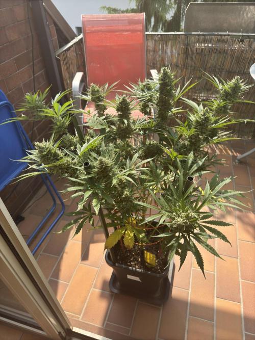 First ever Outdoor Grow. Week 2