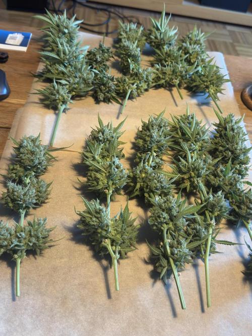 Cheese Auto. Week 1