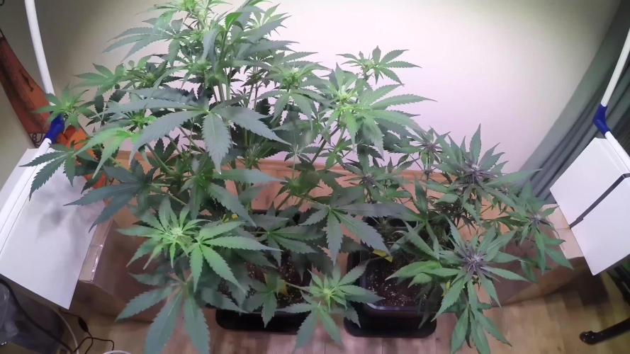 First ever Outdoor Grow
