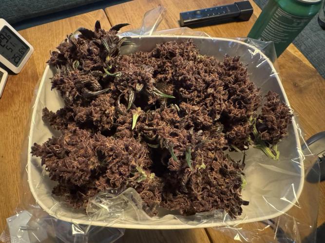 First ever Outdoor Grow. Week 2