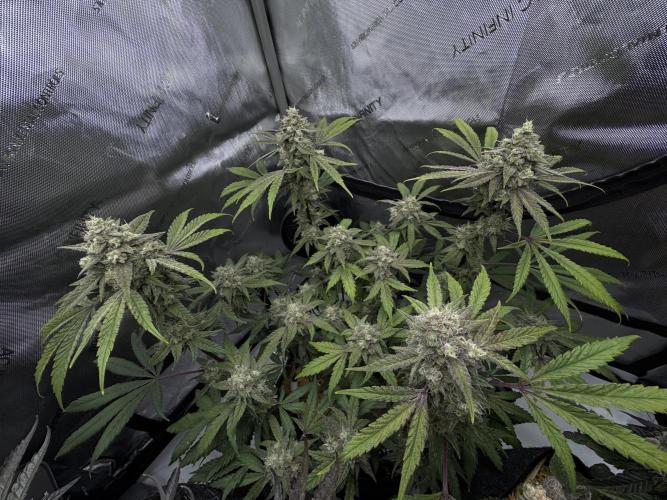 Marshmallow OG - Spring Grow. Week 13