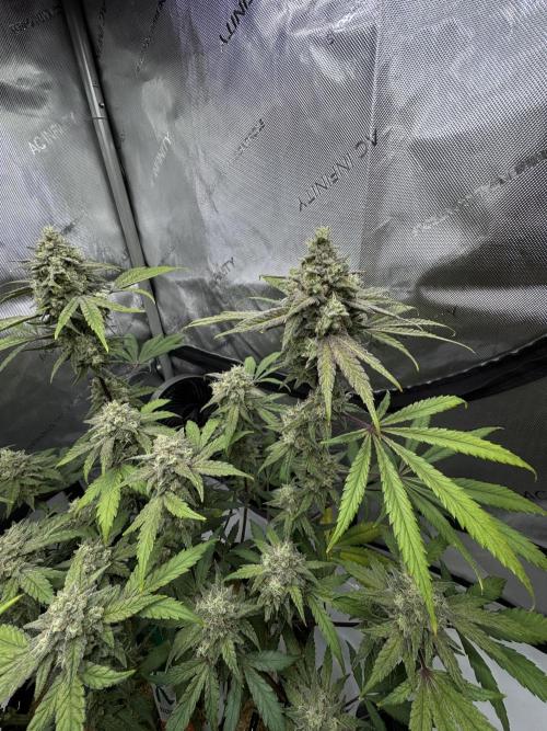 Marshmallow OG - Spring Grow. Week 13