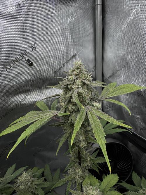 Marshmallow OG - Spring Grow. Week 13