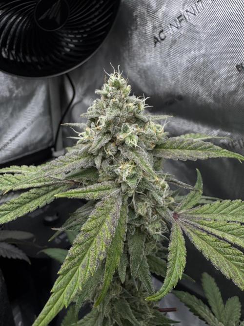 Marshmallow OG. Week 13