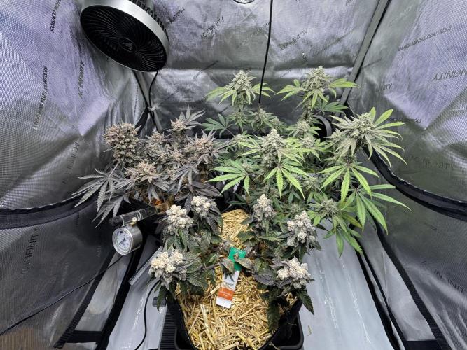 Granny Candy - Fasciation. Week 13