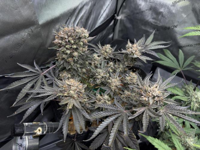 Granny Candy - Fasciation. Week 13