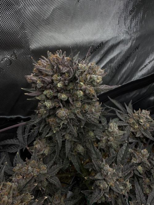 Granny Candy - Fasciation. Week 13