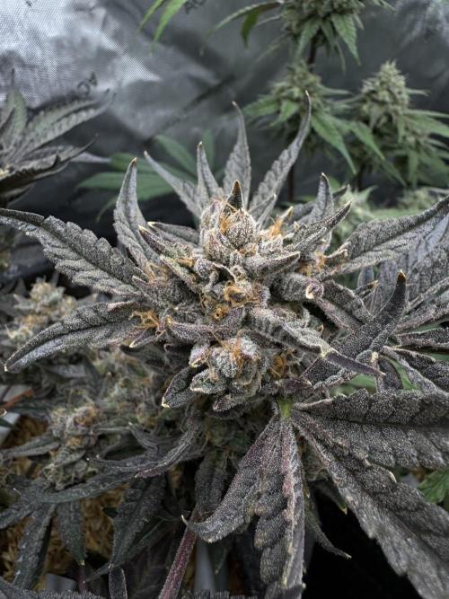 Granny Candy - Fasciation. Week 13