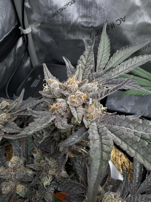 Granny Candy. Week 13