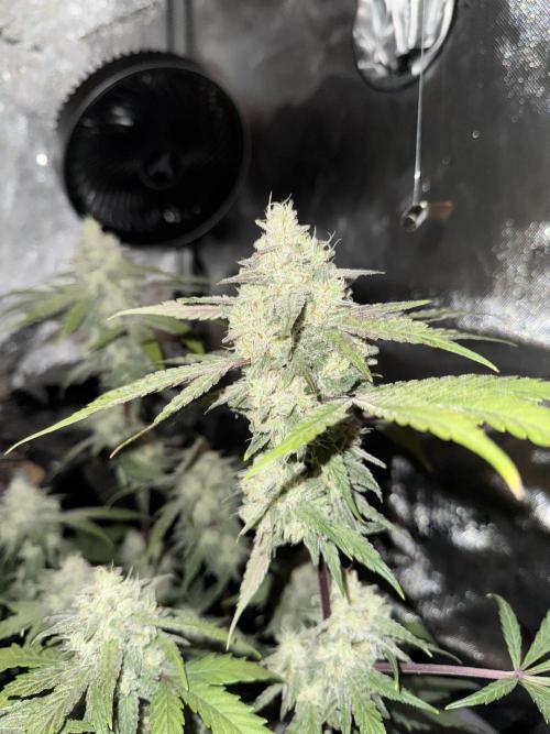 Marshmallow OG. Week 13