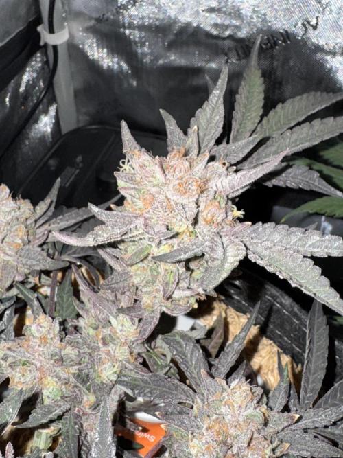Granny Candy. Week 13