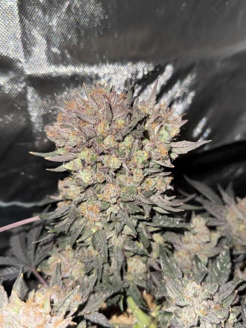 Granny Candy. Week 13