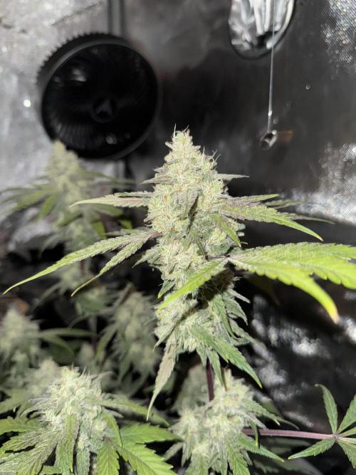 Marshmallow OG. Week 13