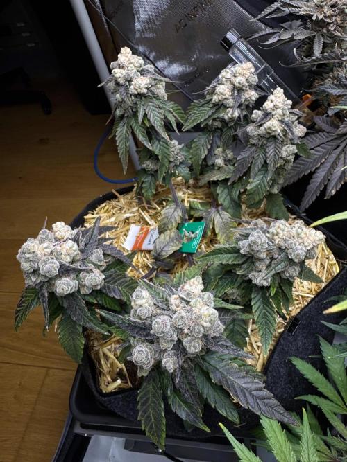Gastronomical -  Bonsai MiniGrow. Week 13