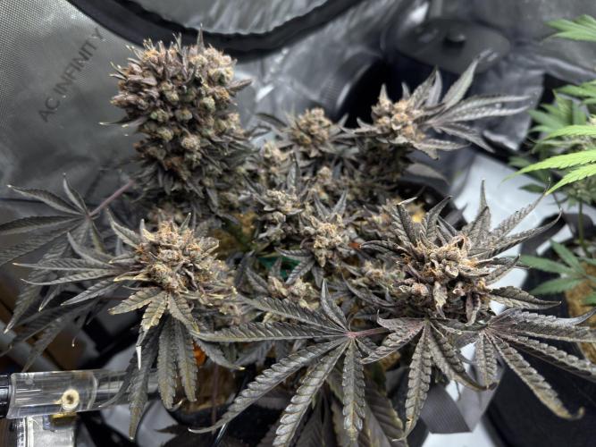 Granny Candy - Fasciation. Week 14