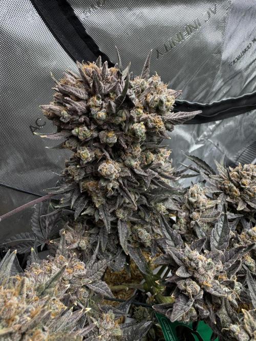 Granny Candy - Fasciation. Week 14