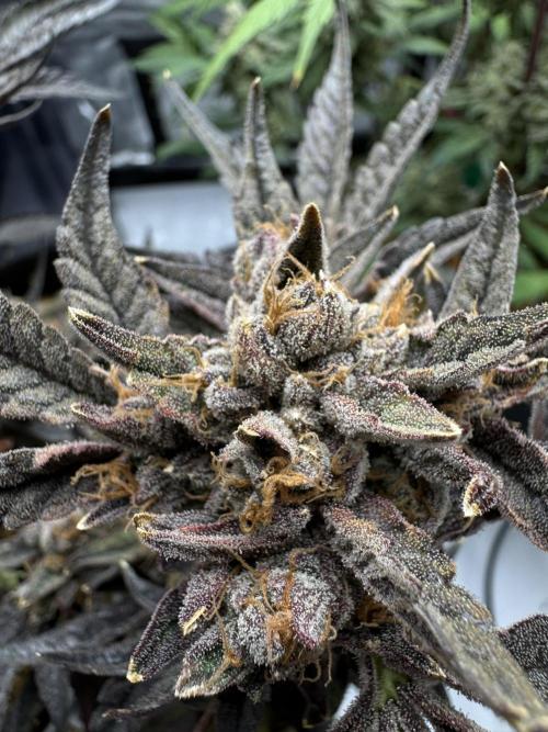 Granny Candy - Fasciation. Week 14
