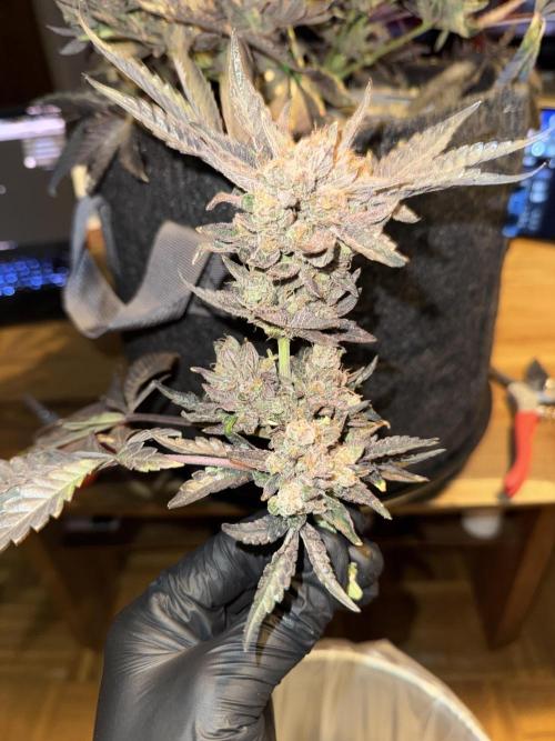 Granny Candy - Fasciation. Week 14