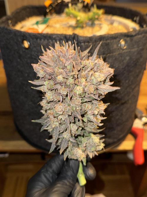 Granny Candy - Fasciation. Week 14