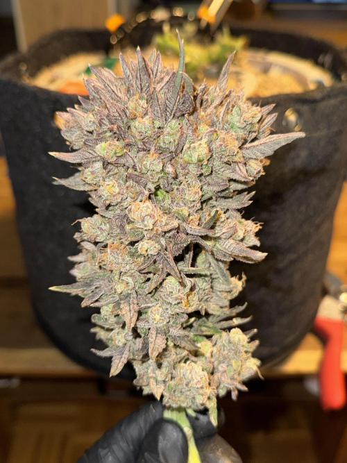 Granny Candy - Fasciation. Week 14