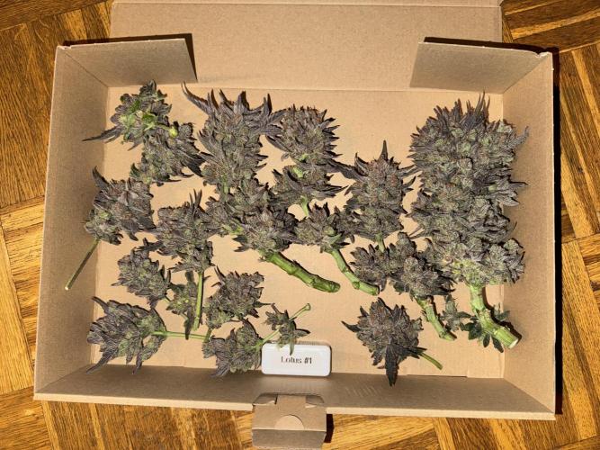 Granny Candy. Week 14