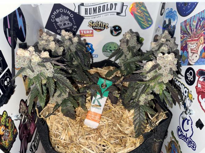Gastronomical -  Bonsai MiniGrow. Week 14