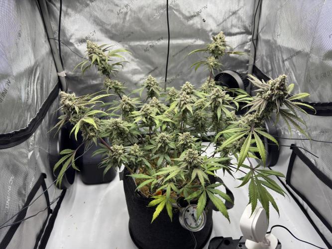 Marshmallow OG - Spring Grow. Week 14