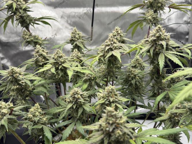 Marshmallow OG - Spring Grow. Week 14