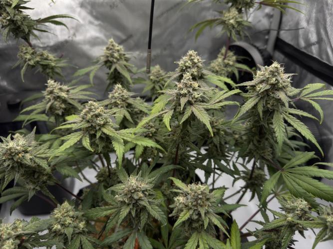 Marshmallow OG - Spring Grow. Week 14