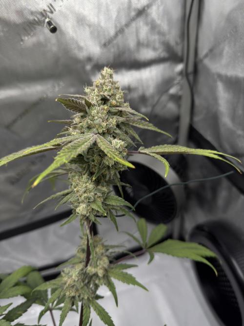 Marshmallow OG - Spring Grow. Week 14