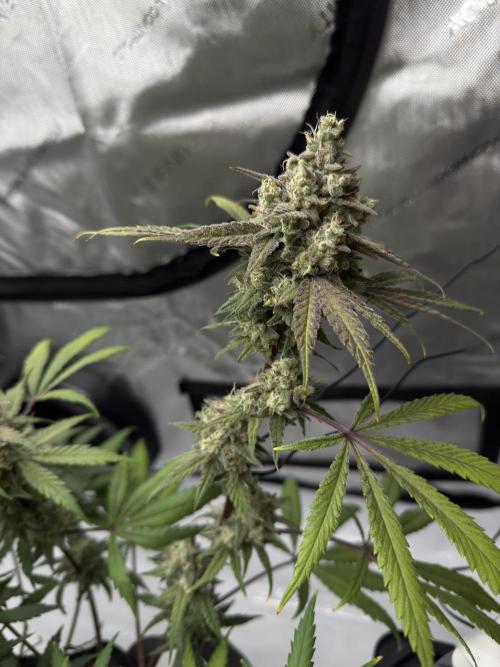 Marshmallow OG - Spring Grow. Week 14