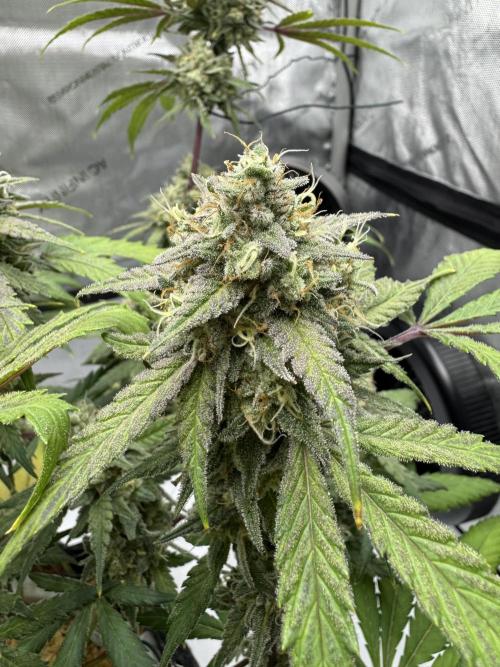 Marshmallow OG - Spring Grow. Week 14