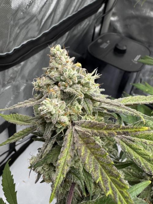 Marshmallow OG. Week 14