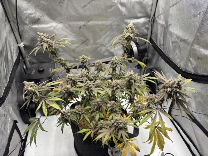 Marshmallow OG - Spring Grow. Week 15