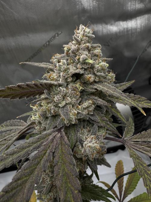 Marshmallow OG - Spring Grow. Week 15