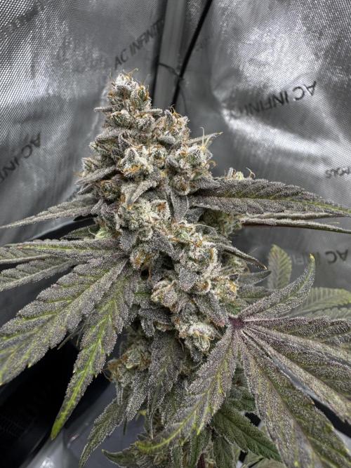Marshmallow OG - Spring Grow. Week 15