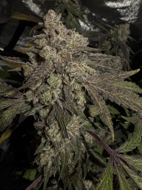Marshmallow OG - Spring Grow. Week 15