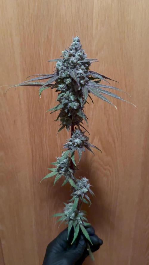 Marshmallow OG - Spring Grow