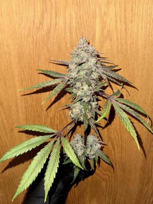 Marshmallow OG - Spring Grow. Week 15