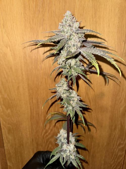 Marshmallow OG - Spring Grow. Week 15