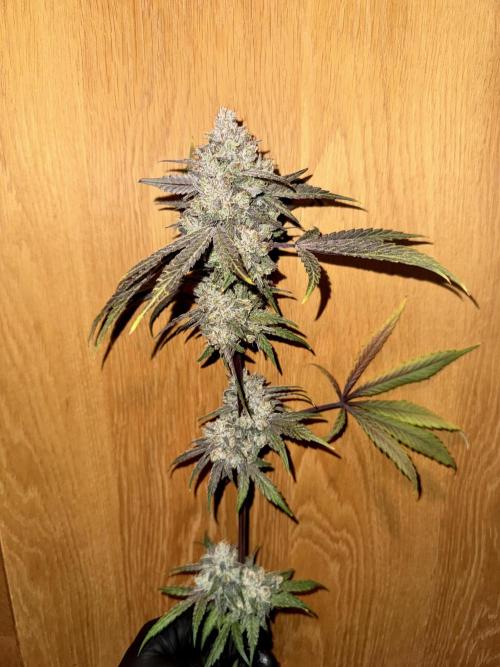 Marshmallow OG - Spring Grow. Week 15