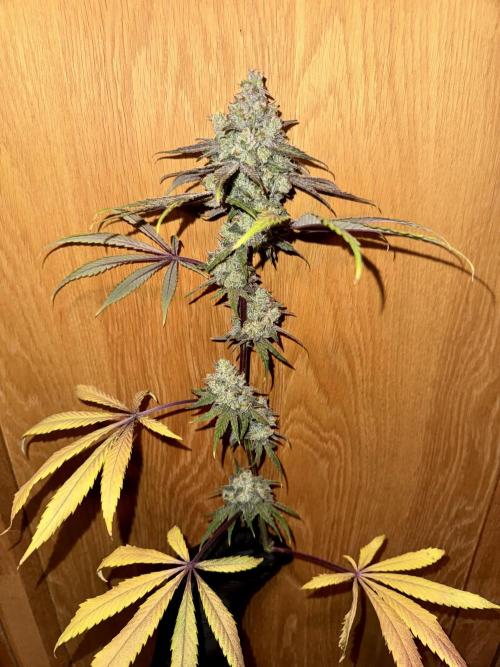 Marshmallow OG. Week 15