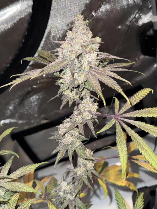 Marshmallow OG - Spring Grow. Week 15