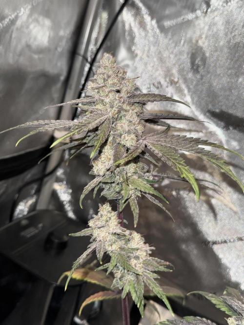 Marshmallow OG - Spring Grow. Week 15