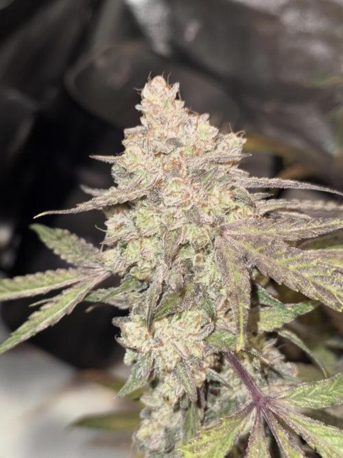 Marshmallow OG - Spring Grow. Week 15