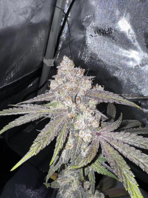 Marshmallow OG. Week 15