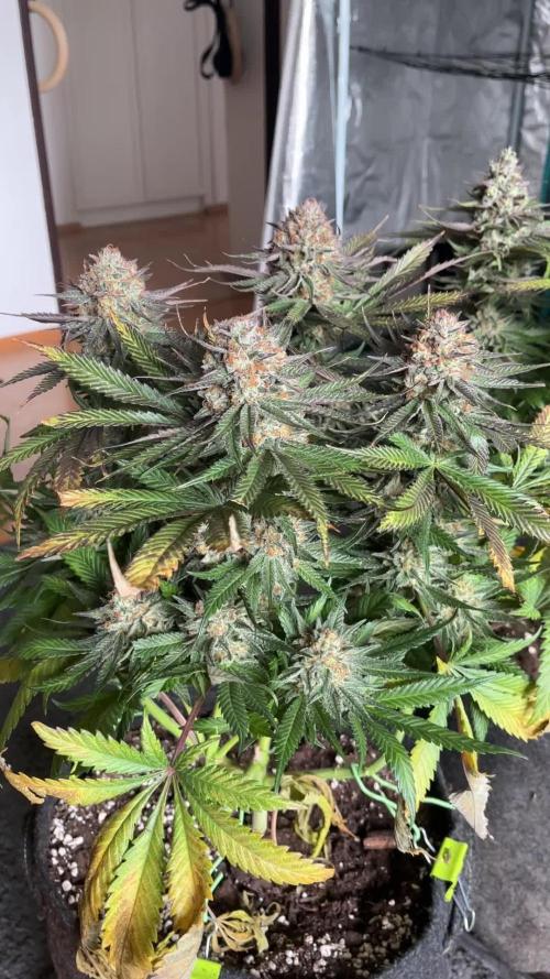Second Ripper Grow