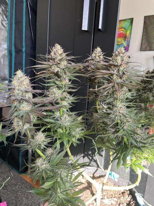 Second Ripper Grow. Week 13 - #3