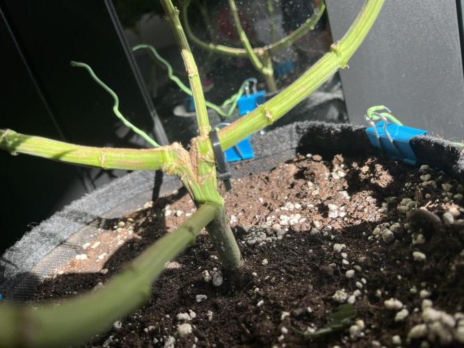 Second Ripper Grow. Week 13 - #3