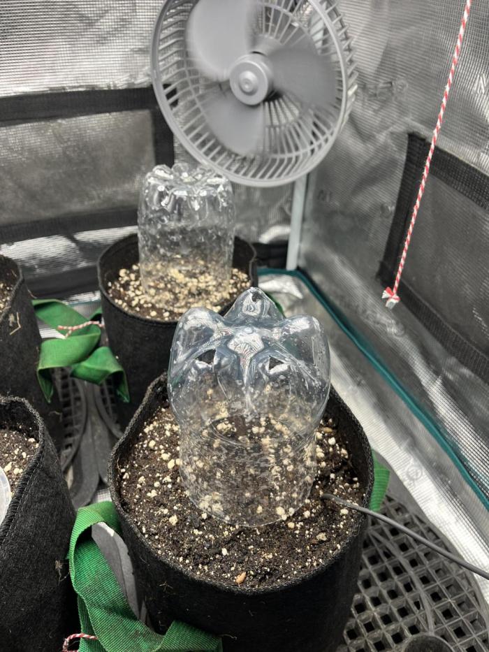 Some Medical Seeds freebies. Week 0